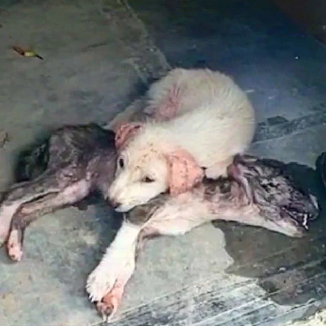 This poignant act showcased the deep bon...