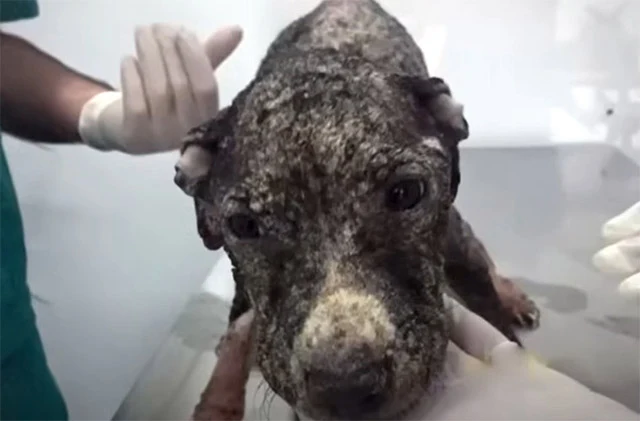 By the eleventh day, her skin started to...