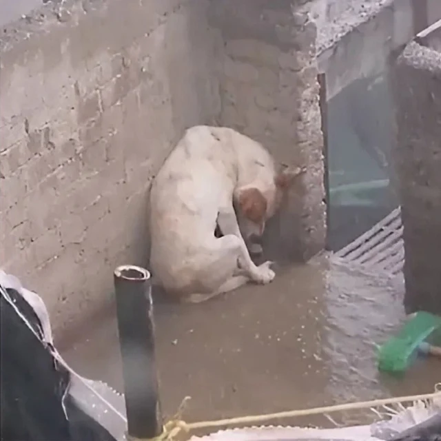 A poignant video captured the dog's stru...