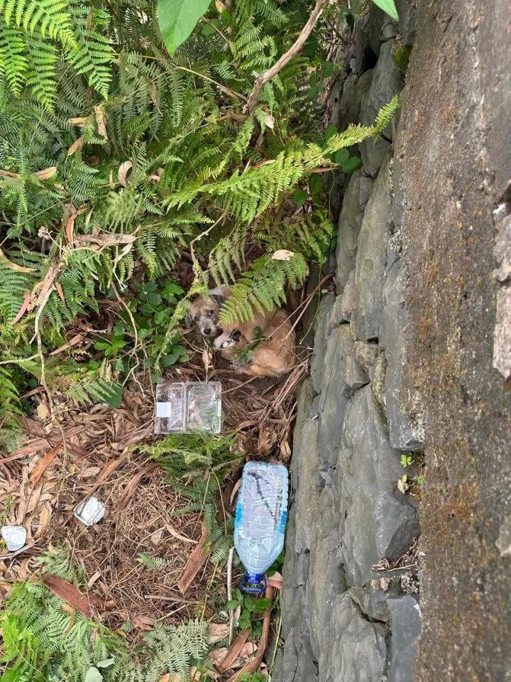 The dogs' location was difficult to reac...