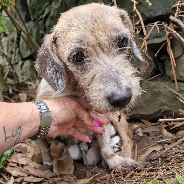 In their care facility, the mother dog w...