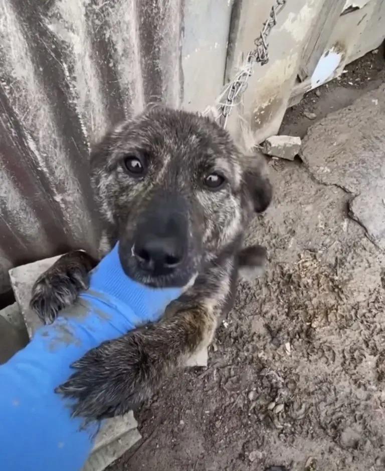 The rescuer promptly brought Rummi to a ...