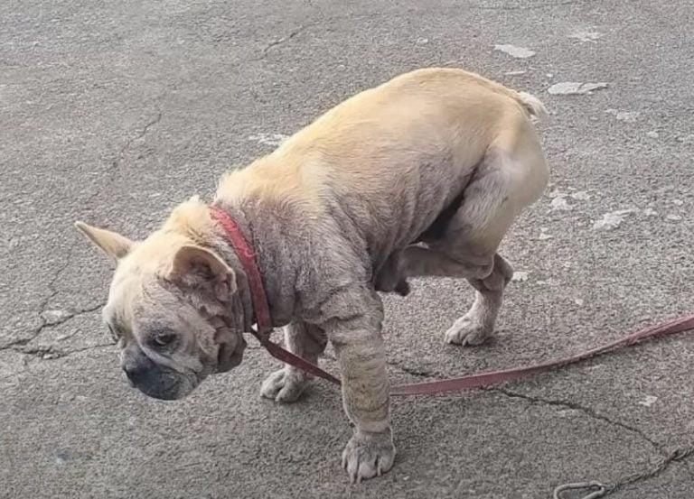The veterinarian found the dog’s body co...