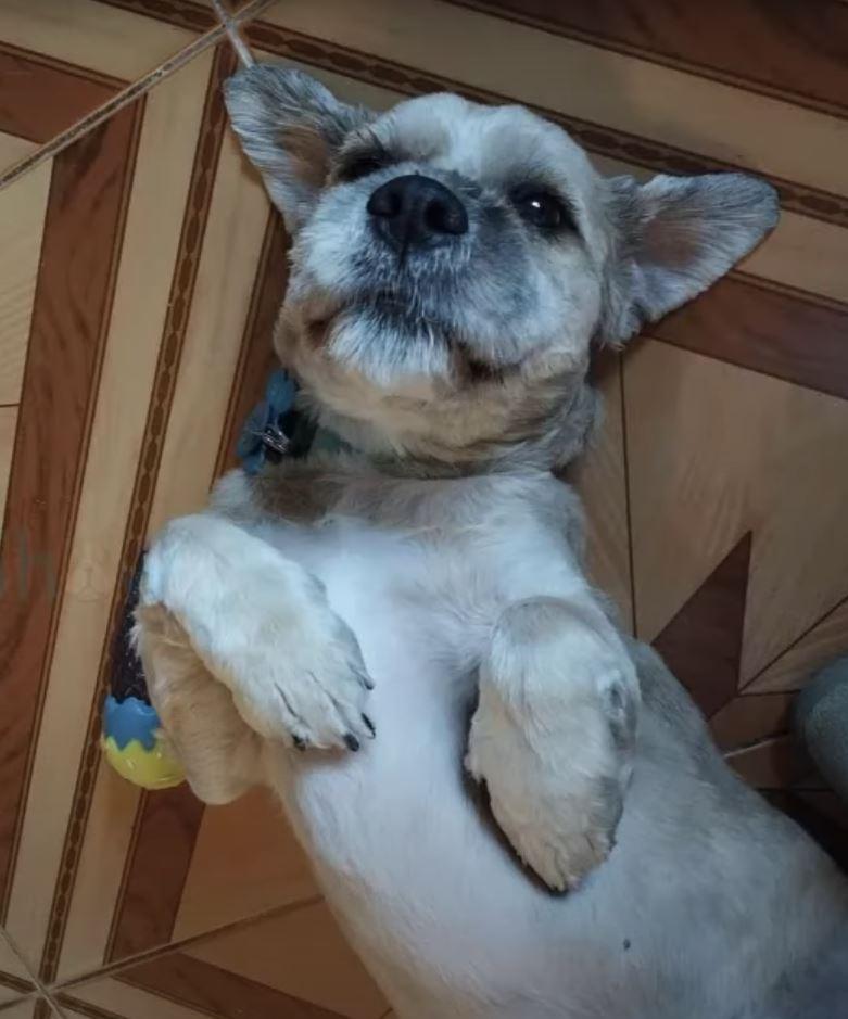 Although Charlie's forever home has yet ...