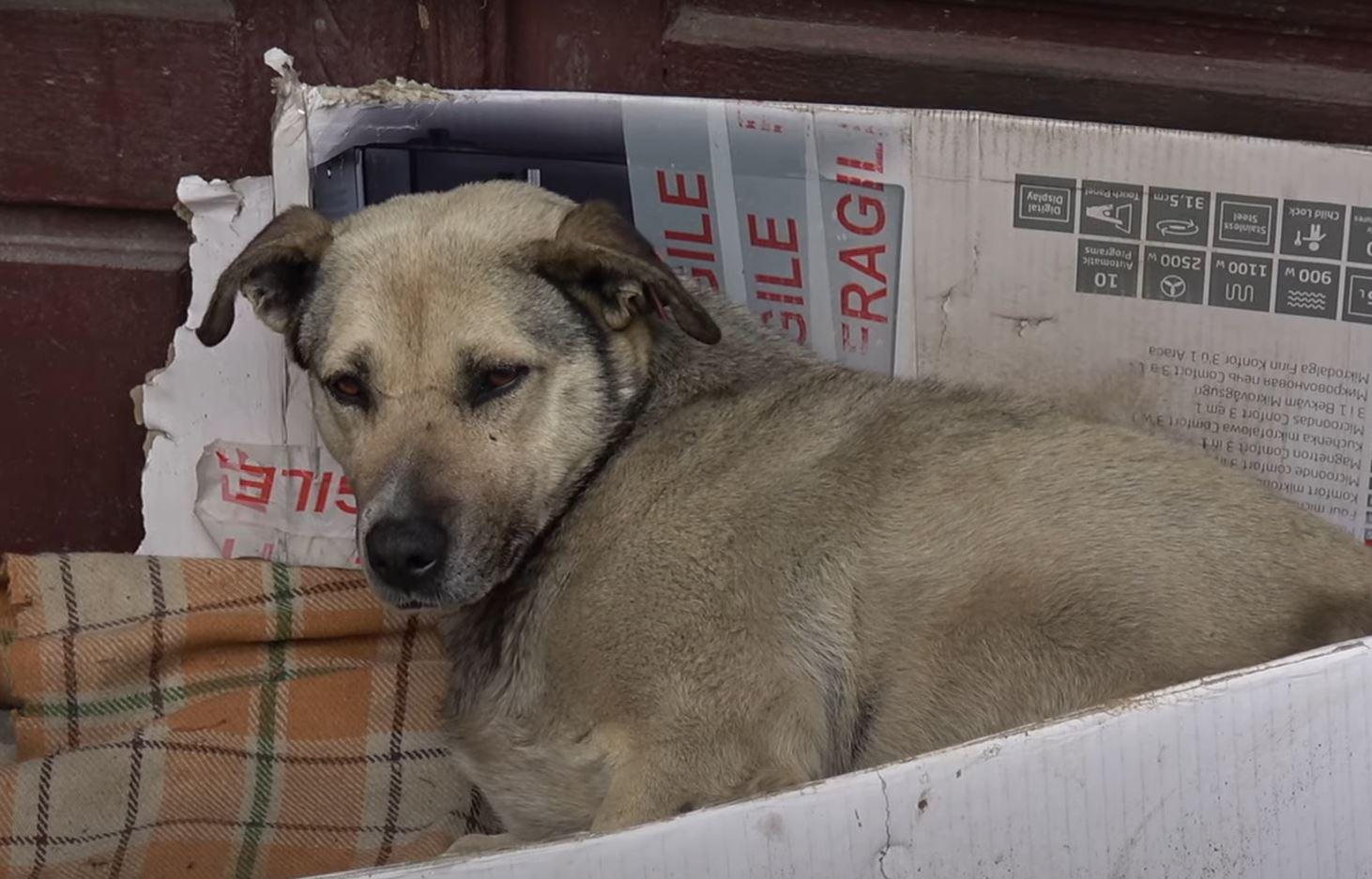Upon arrival, the rescuers took a gentle...