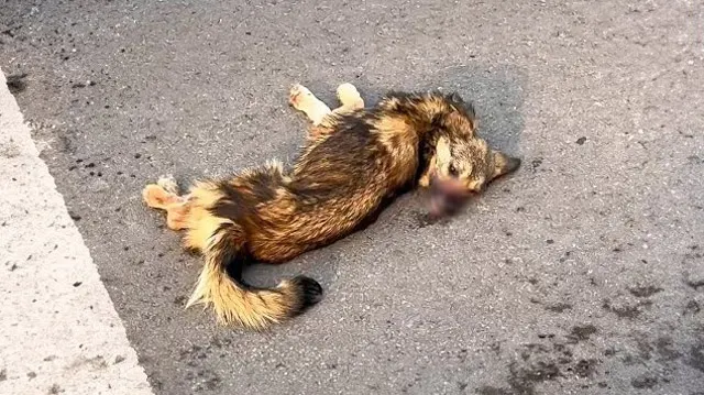 The veterinary team, acting swiftly, was...