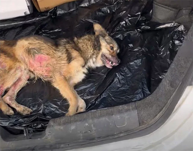 The dog, once thought to be beyond help,...