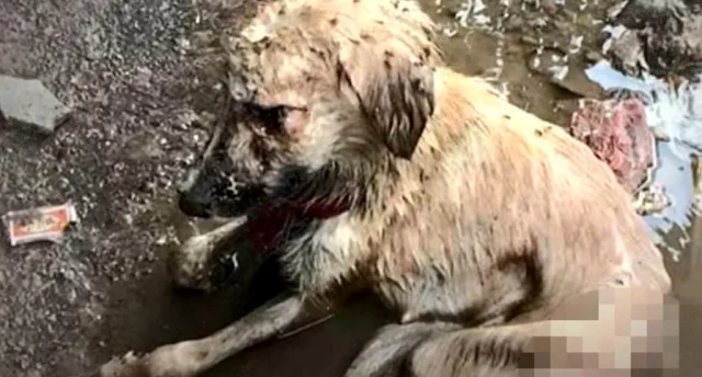 Despite her dire circumstances, the resc...