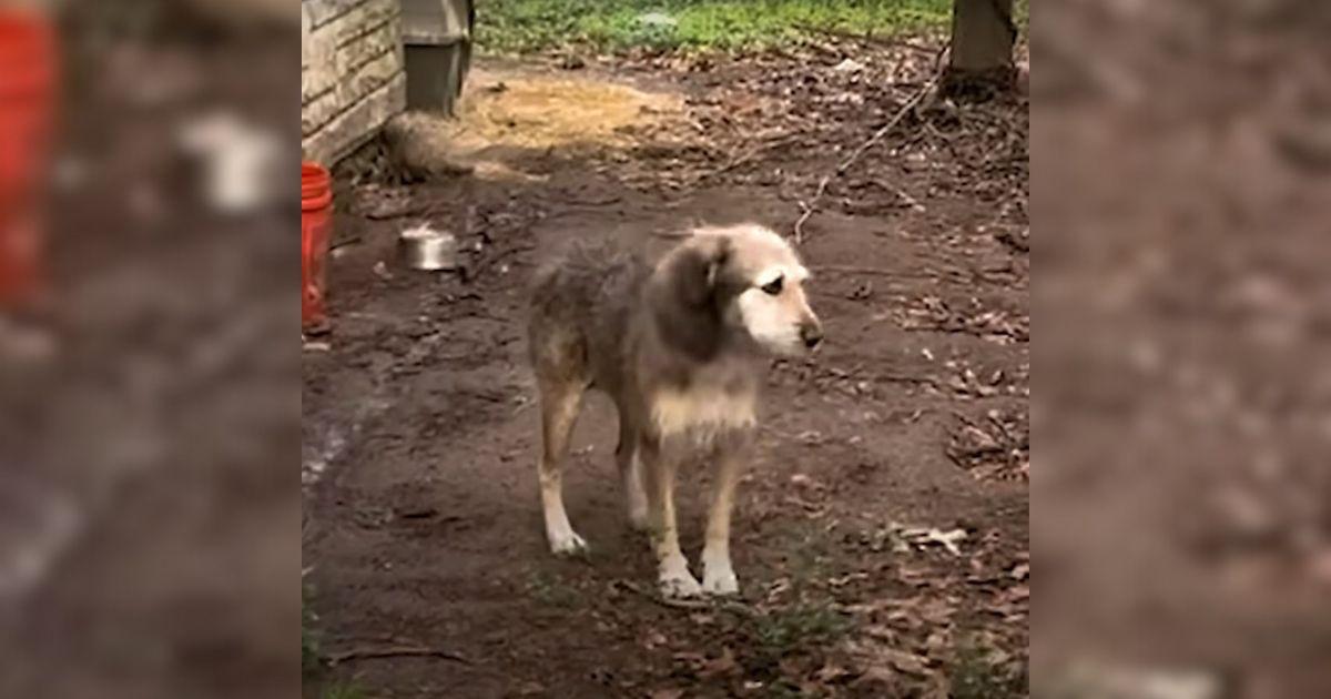 One such dog's story begins when Mandy a...