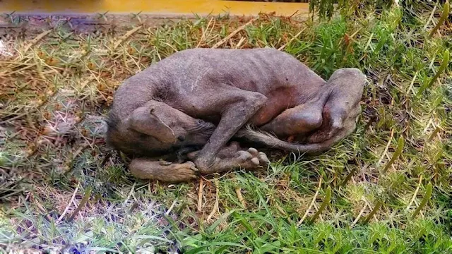 When rescuers discovered Luni, he was fr...