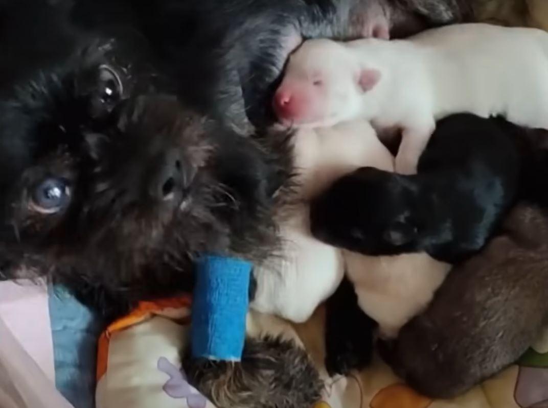 After five months, the puppies had matur...