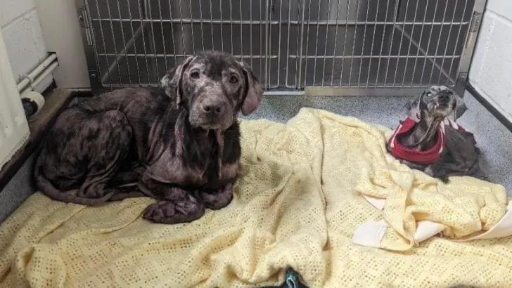Now healthy and their coats shiny, Poppy...