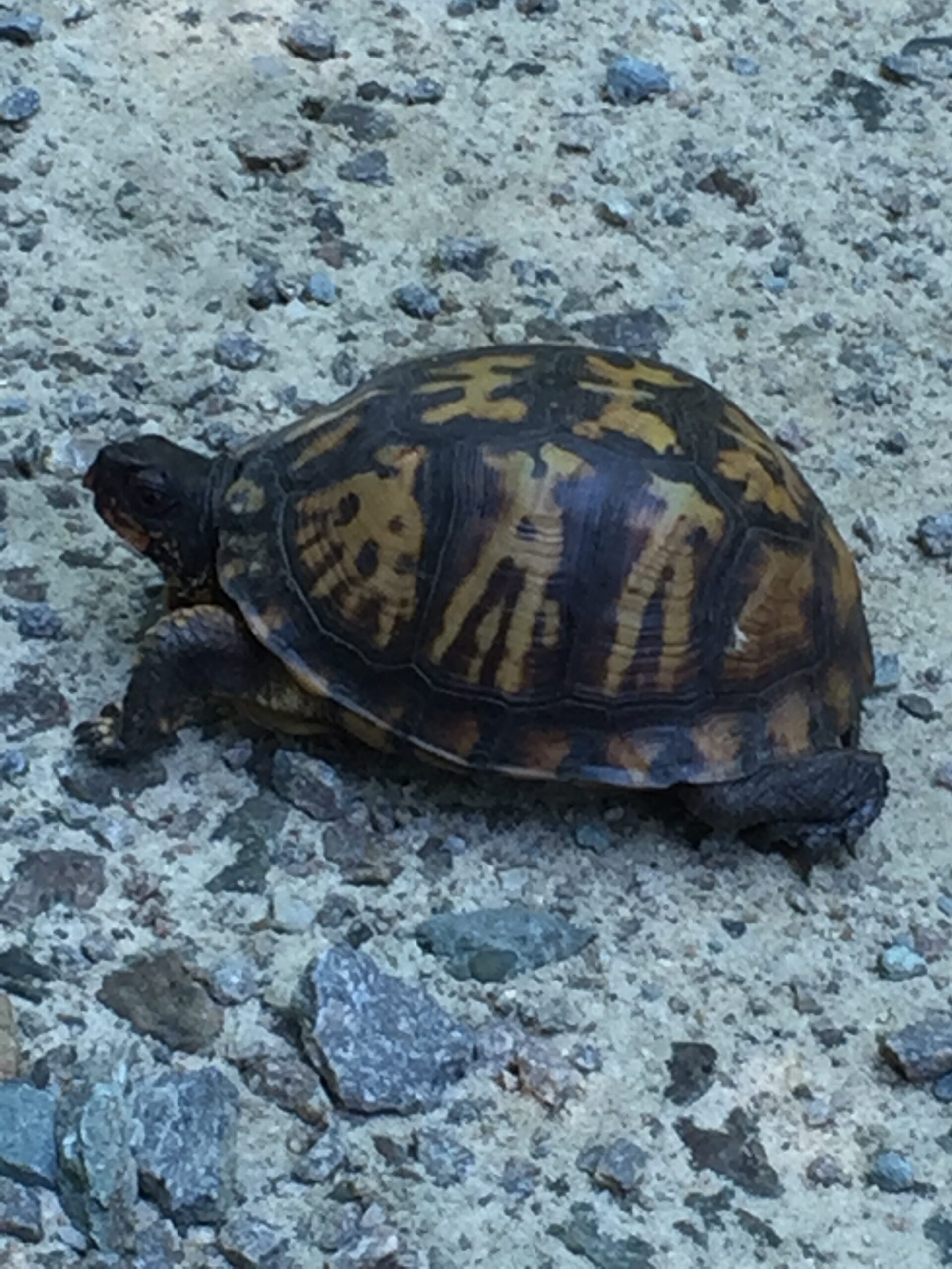 An Eastern box turtle crossing a gravel road in rural North Carolina