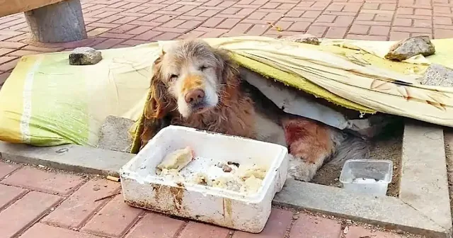 The Golden Retriever was not only elderl...