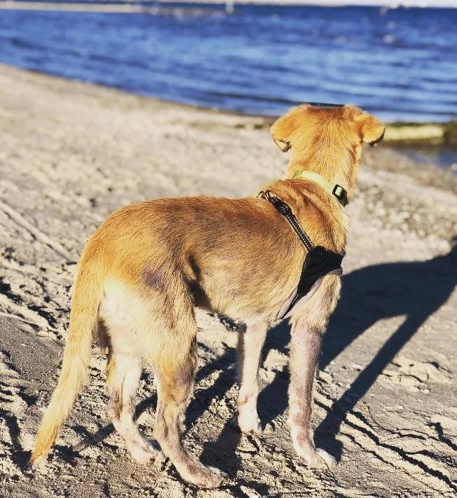 Now an astonishing Golden girl, Ellie is...