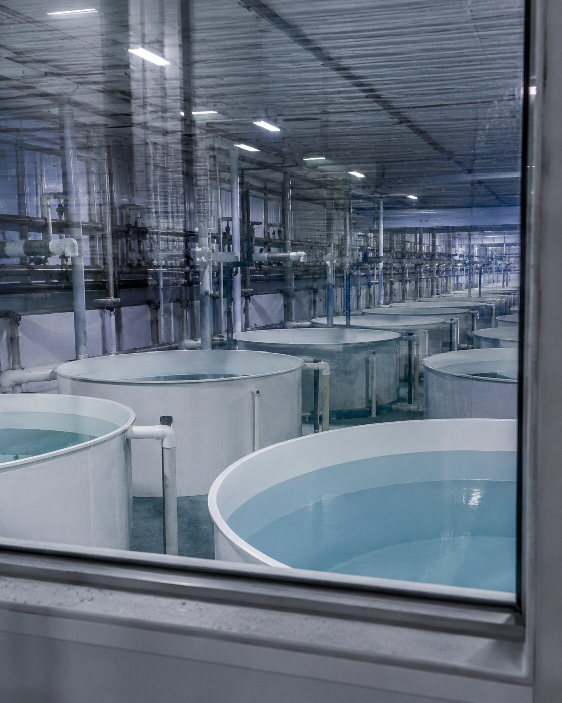 Rows of empty circular tanks and pipes inside a sterile aquaculture facility.