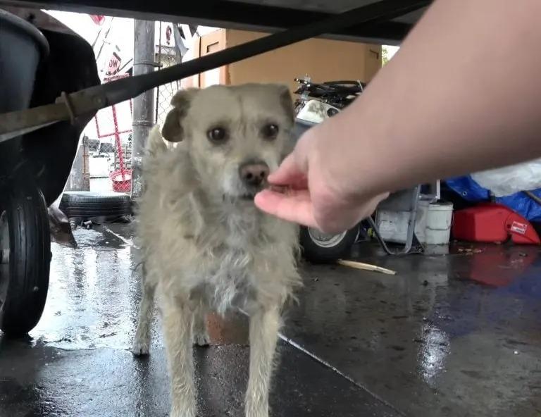 Once rescued, Flash was taken to a facil...