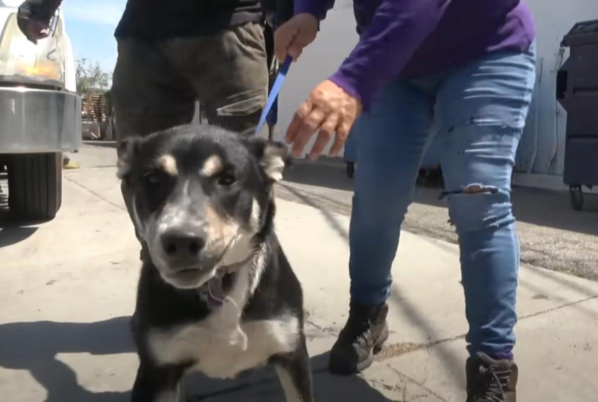 With assistance from The Animal Rescue M...