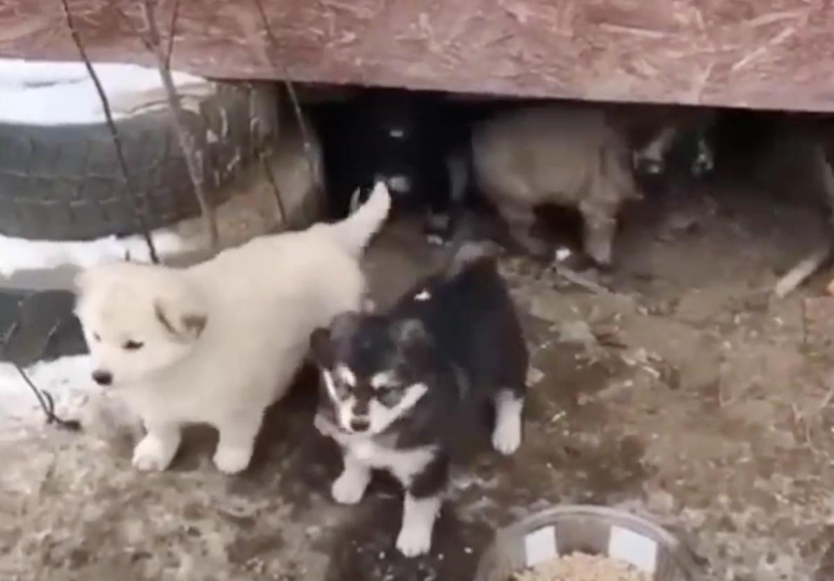 Ultimately, all the dogs were blessed wi...