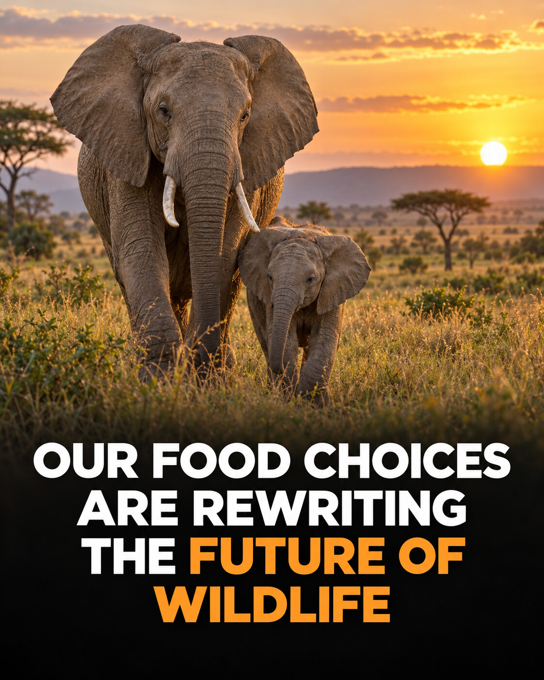 Elephant and calf above a headline about food choices and wildlife