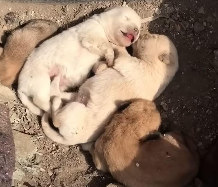 Despite the challenges, the mother dog r...