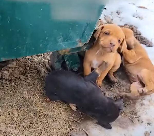 “They were suffering from hypothermia an...