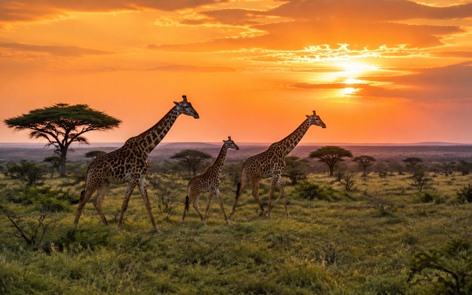 Three giraffes, including a young animal, walking across open savanna
