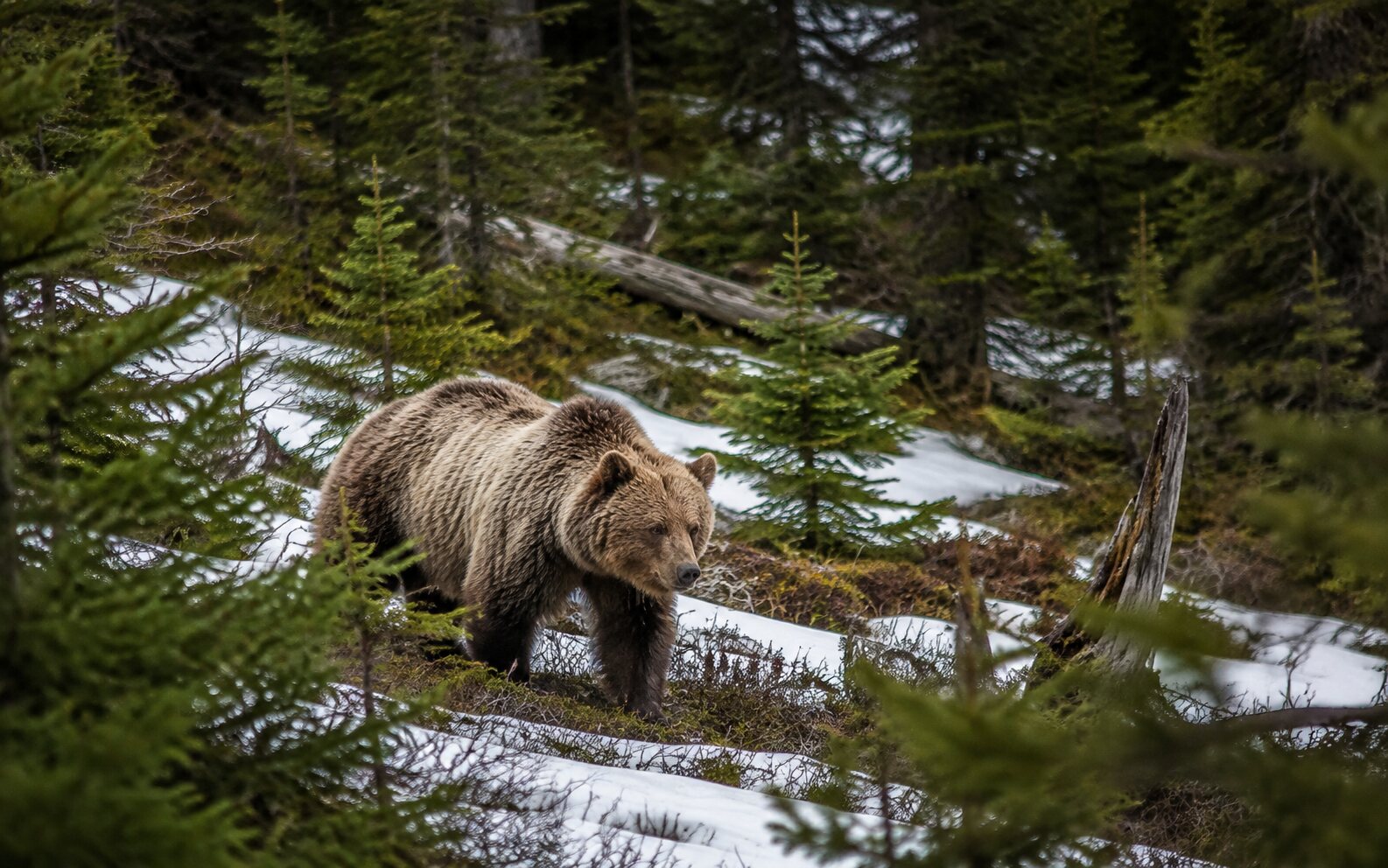 A grizzly bear moving through a snow-patched mountain forest