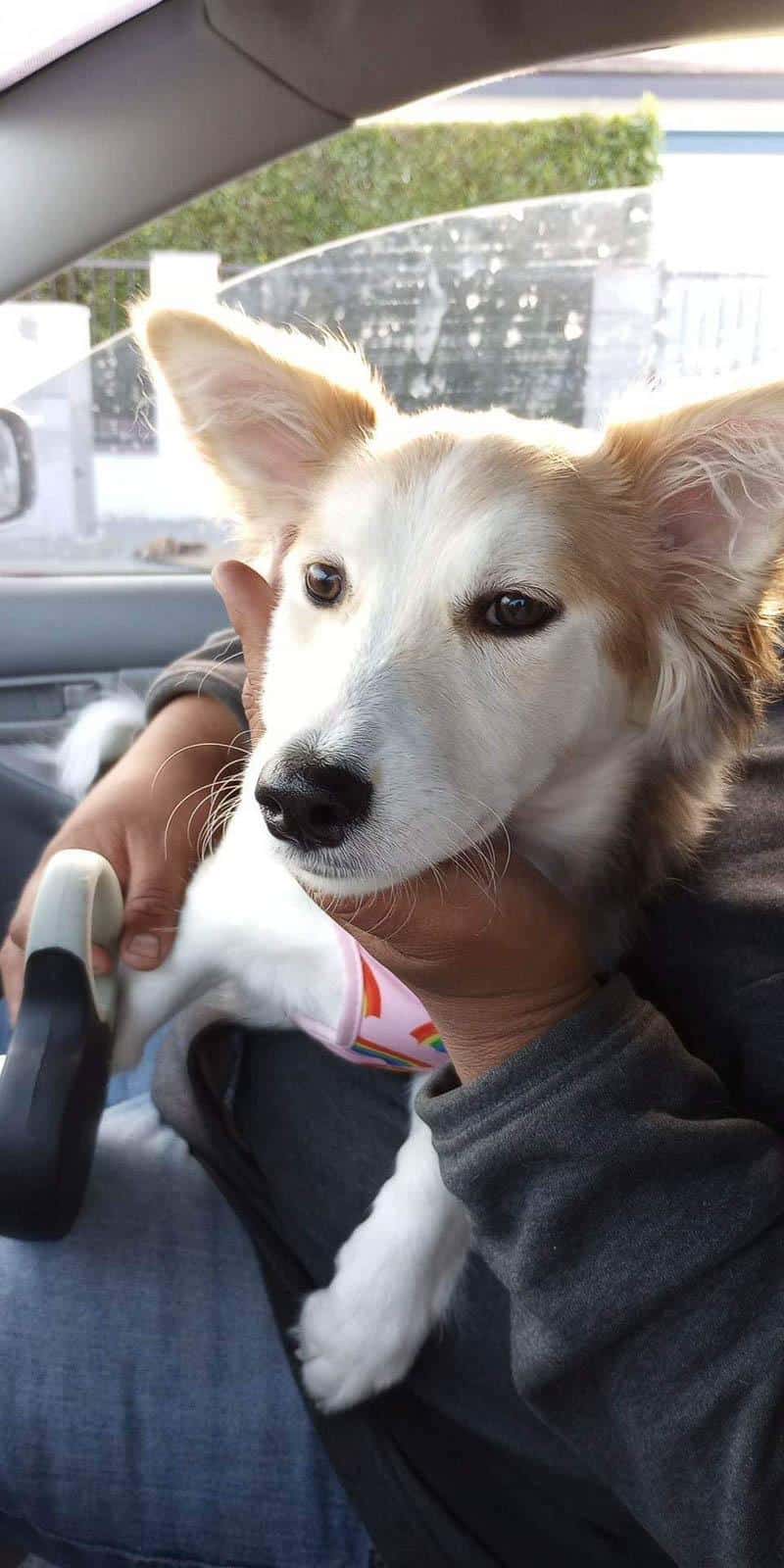 During Halo's wait for adoption, the sup...