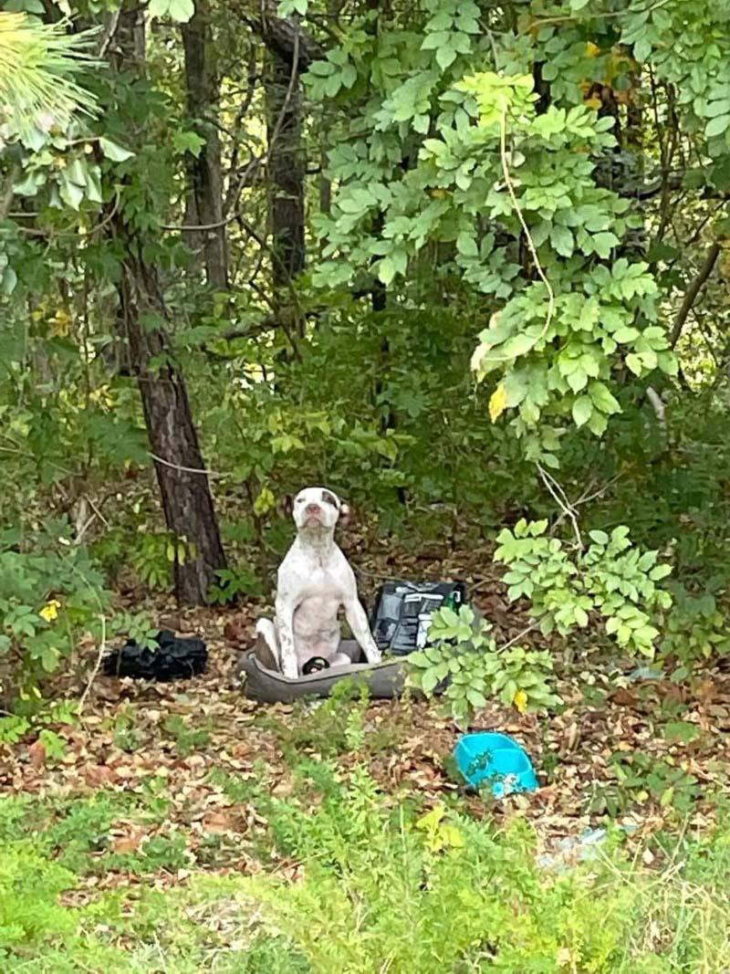 Remarkably, Hank stayed motionless, whic...