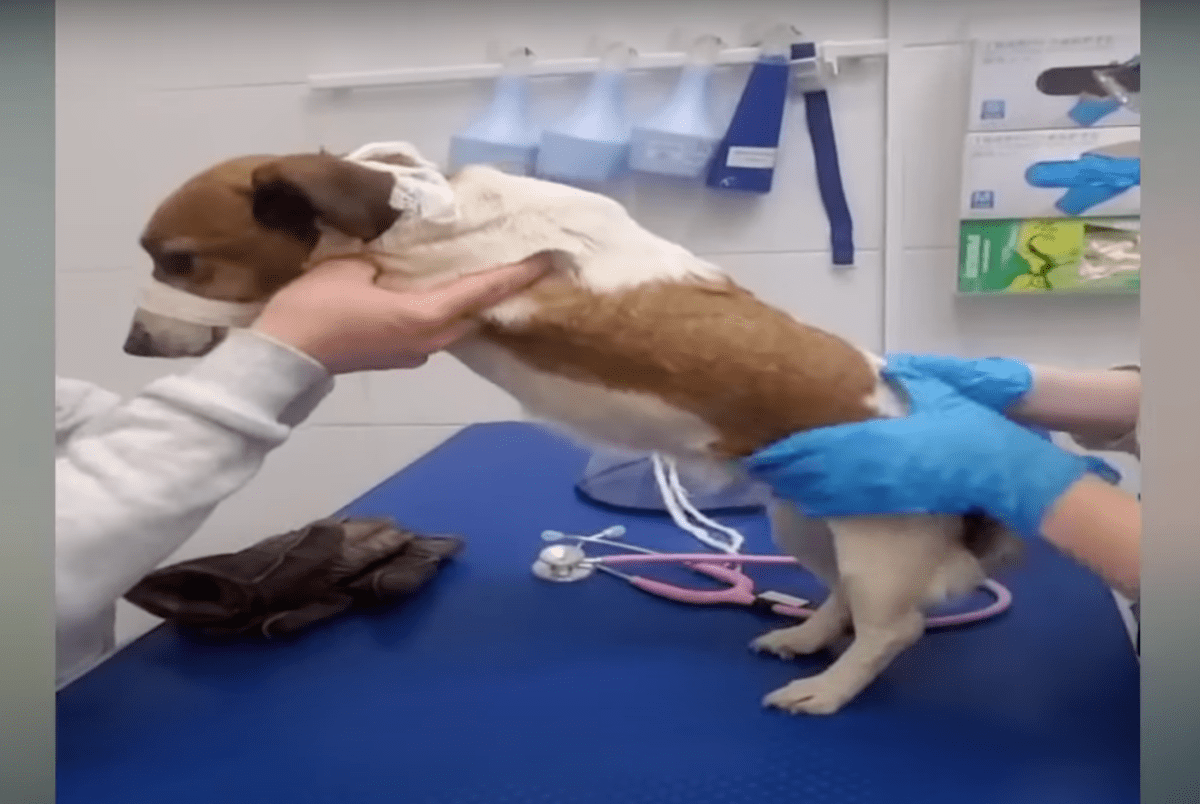 Hanni's journey from neglect to a loving...