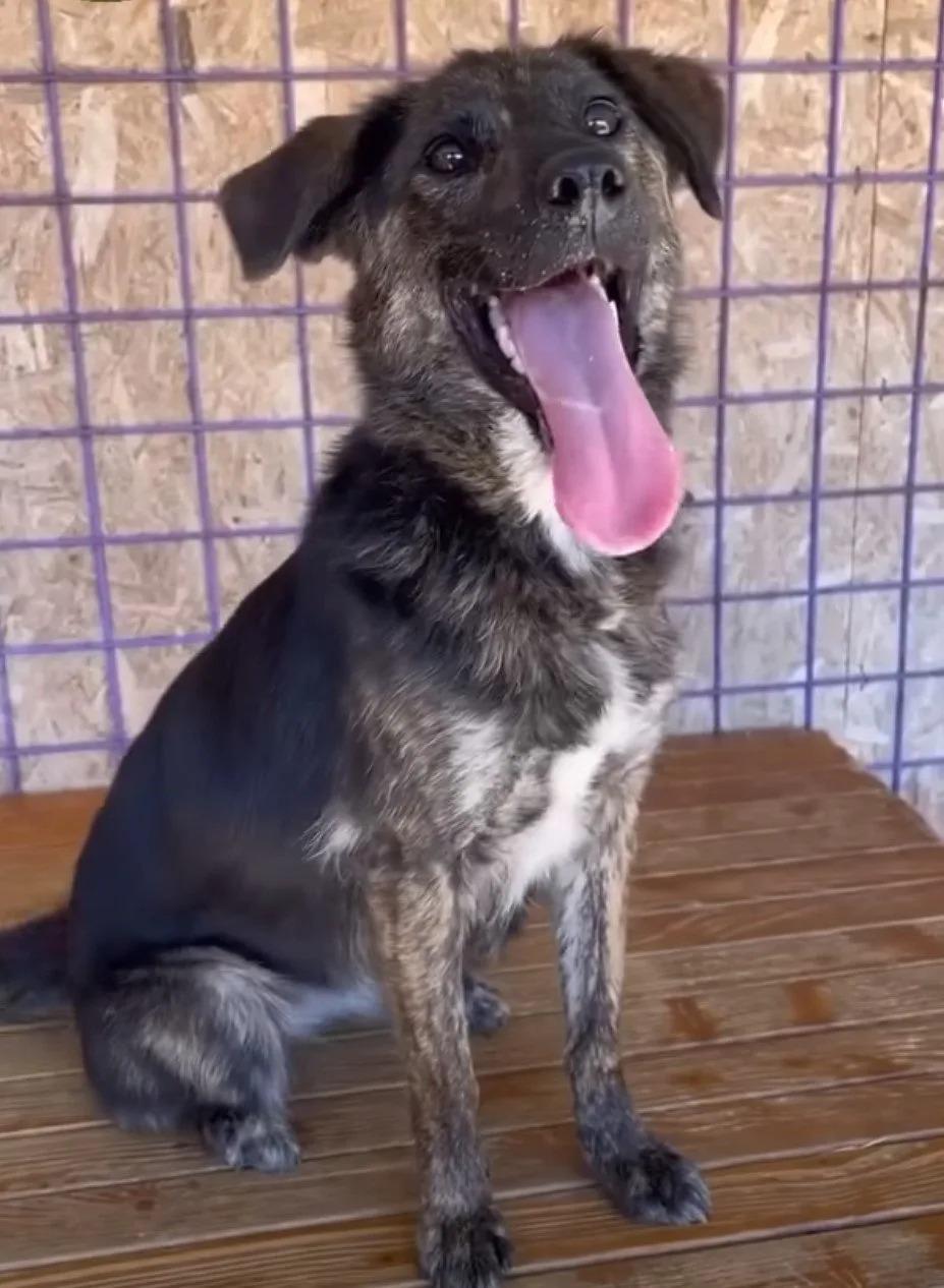 At the shelter, Rummi explored the pleas...