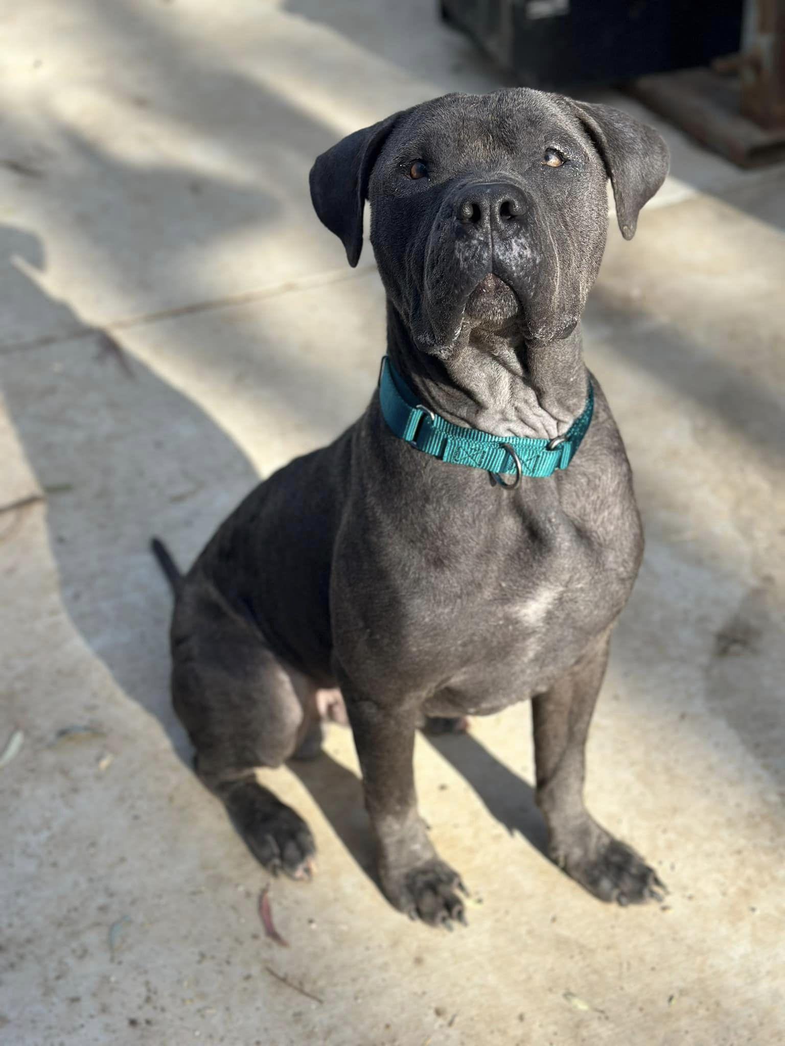 SCHS quickly found Hondo a foster home w...