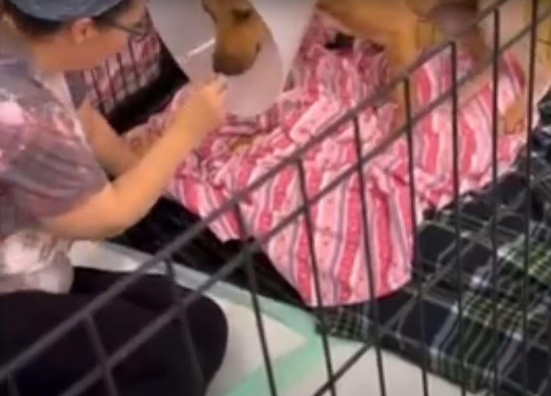 The presence of two other dogs in his fo...