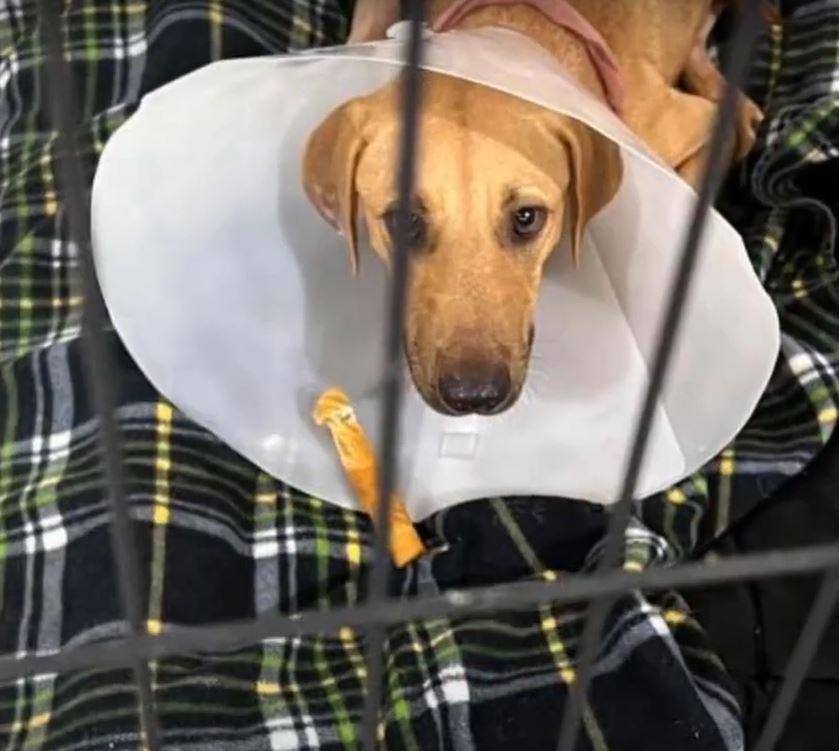 Within a month, Hooch took his first ste...