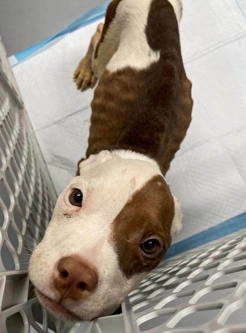The journey to recovery for Hope was cha...