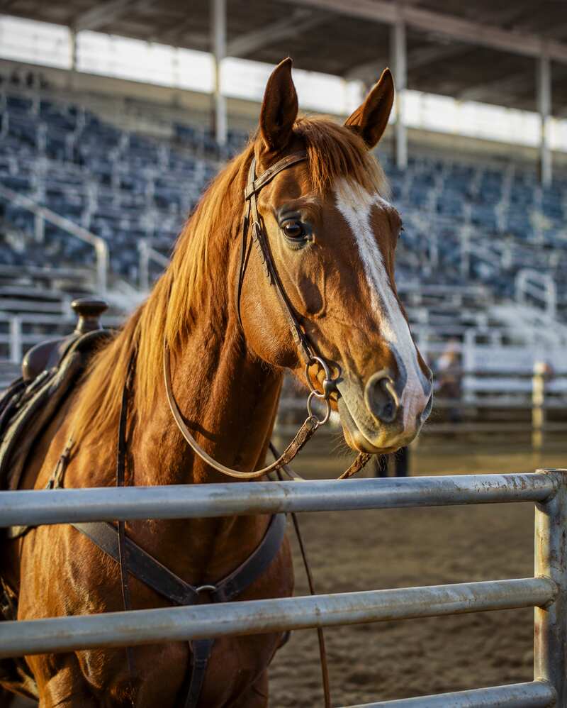 A saddled horse waiting behind arena fencing in an empty rodeo venue