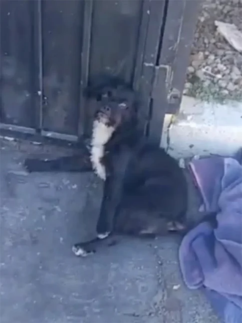 Word about Inky's rescue soon spread, an...