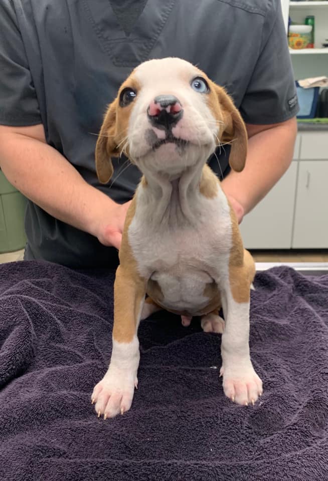 The Leon County Humane Society updated t...