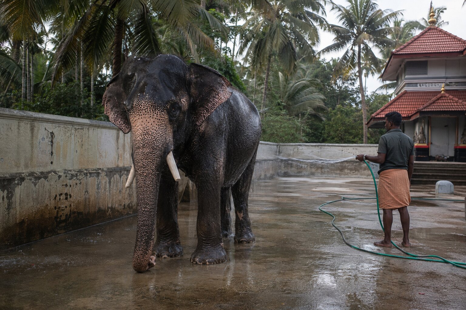 An original editorial illustration showing a captive Asian elephant being bathed from a safe distance in Kerala.