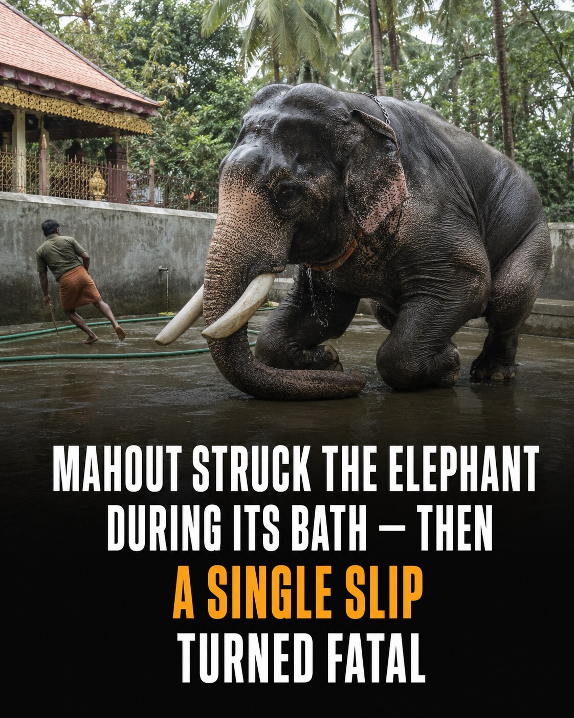 An original editorial illustration of an elephant beginning to kneel as a handler slips at a Kerala bathing enclosure.