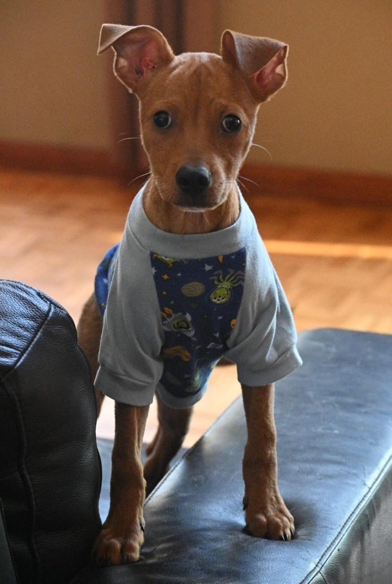 The surgery, scheduled at the Animal Sur...