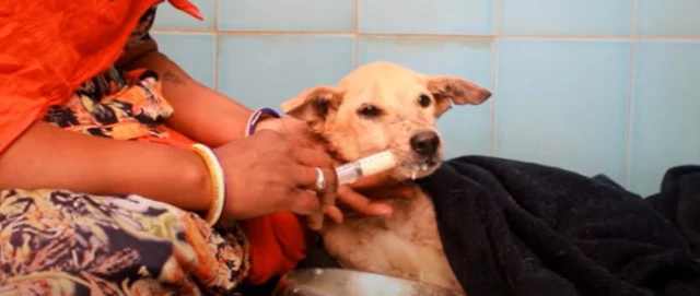 Once abandoned and left to fate, this co...