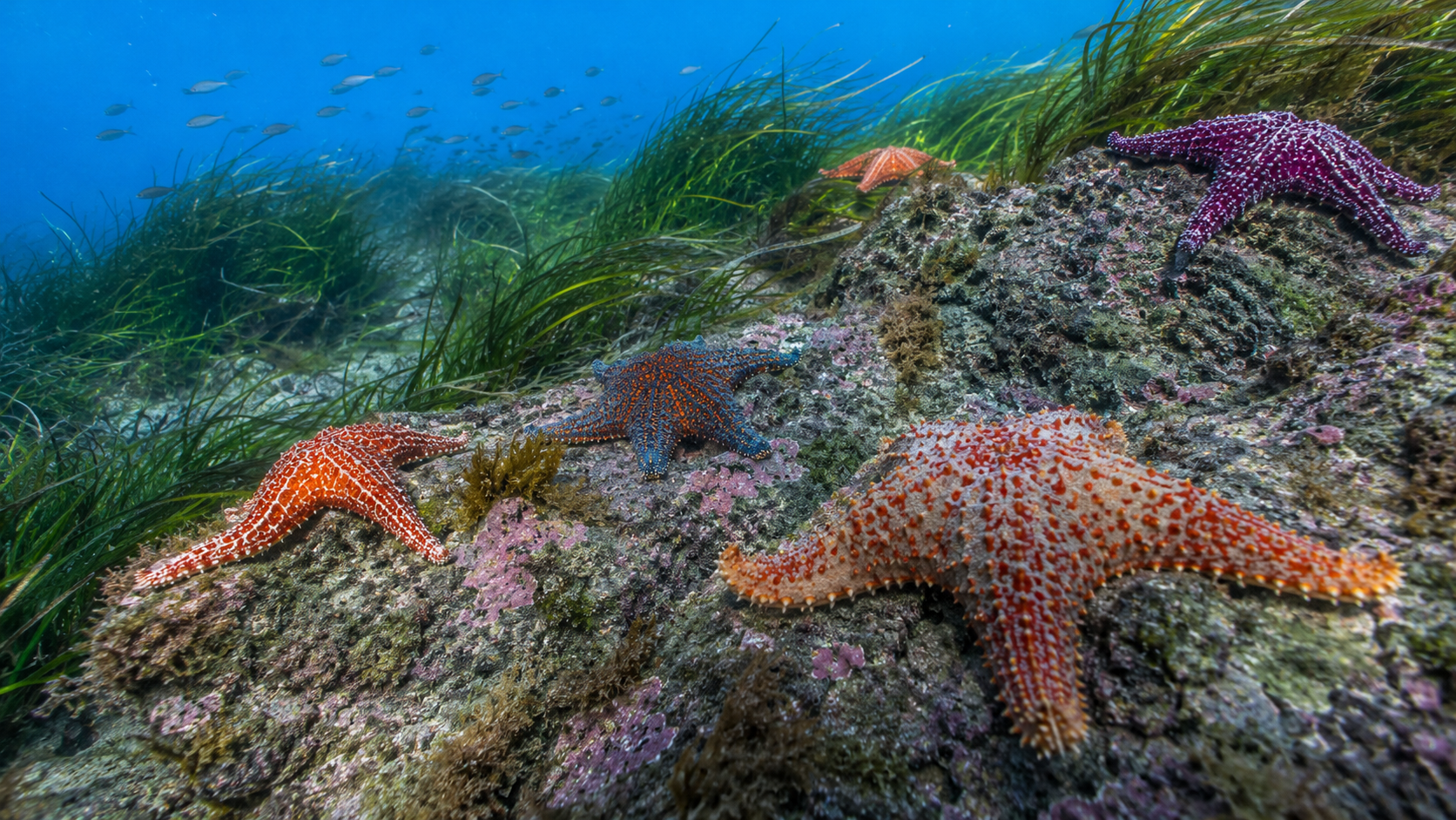 Several colorful living sea stars on a rocky reef and seagrass habitat