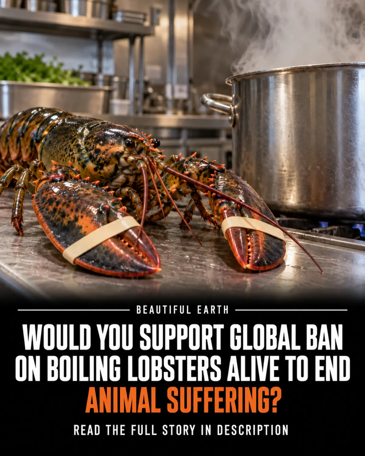 A live lobster beside a steaming kitchen pot above a BEAUTIFUL EARTH question about banning live boiling.