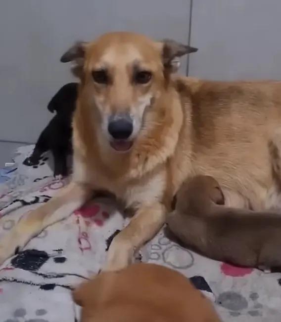 As time goes by, Maria’s puppies will be...