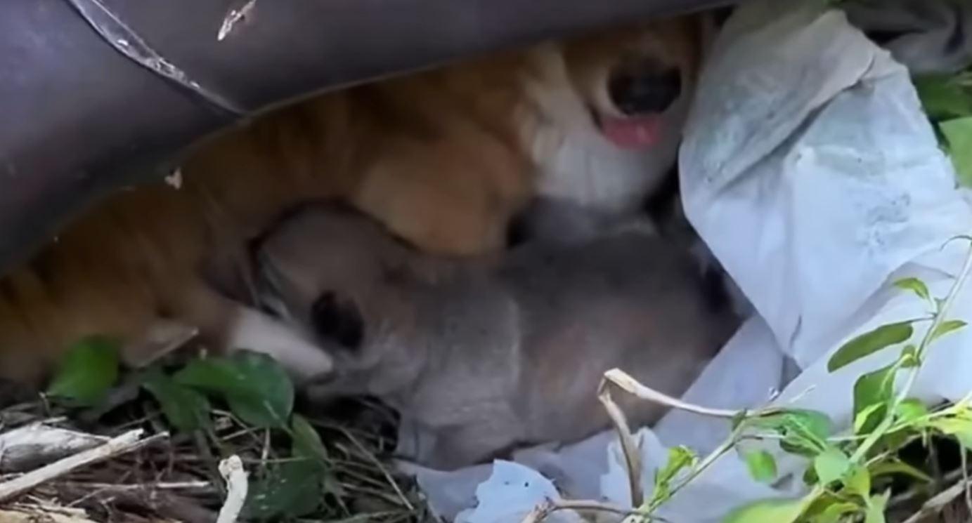 This touching scene showcased the profou...