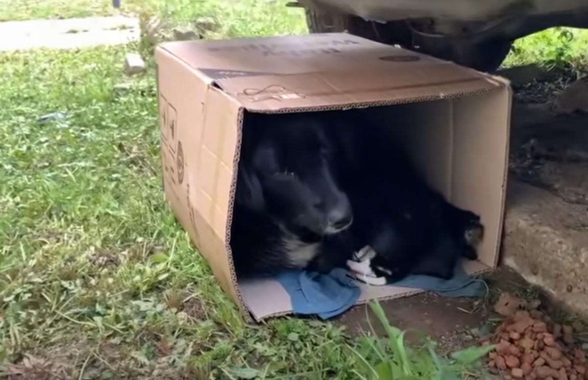 Gaining the trust of the mother dog was ...