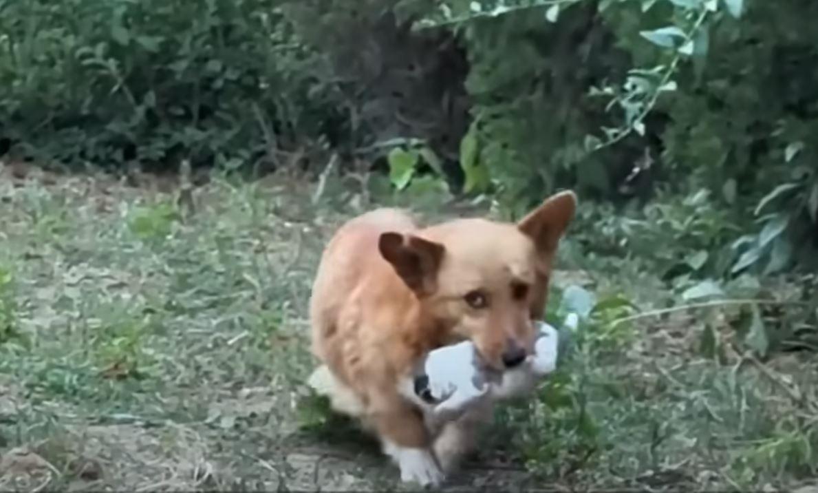 Once home, the entire dog family joined ...