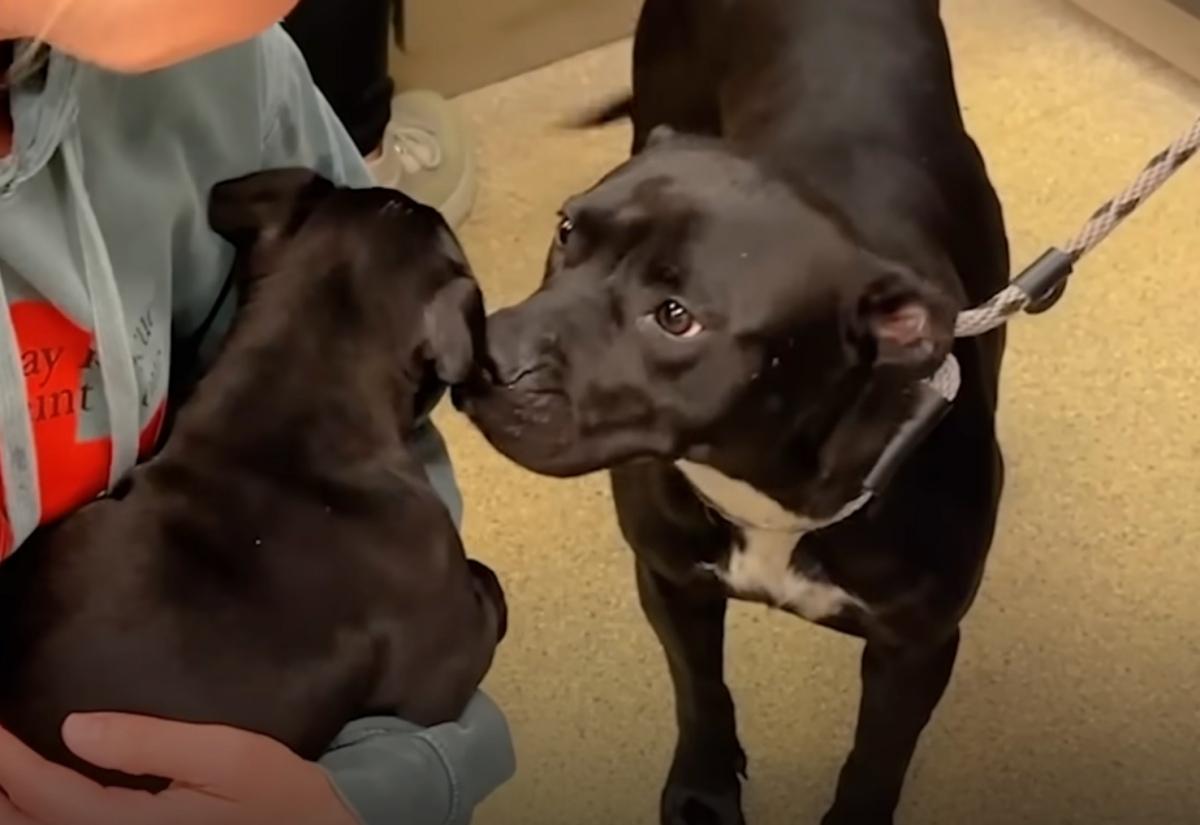 The mother dog, who was previously cauti...